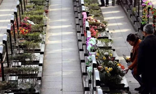 小細節大文明丨清明祭掃禮儀篇